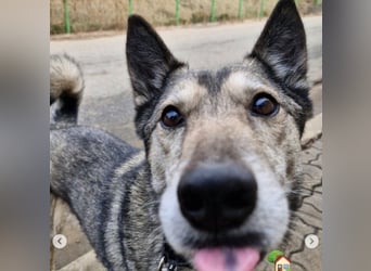 Leika, lieb treu mit mittlerem Temperament 2017 geb., 17 kg