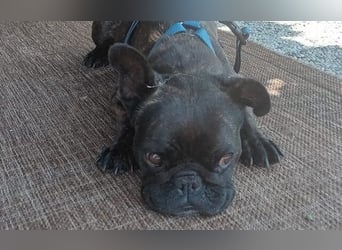 Zuhause gesucht für unsere Mory – kleine Bulldoggen-Prinzessin mit großem Herz