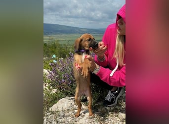 Nala