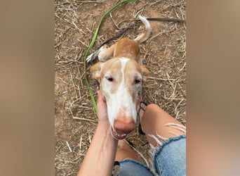 Toby (Spanien) – sanfter Podenco auf der Suche nach einem neuen Anfang