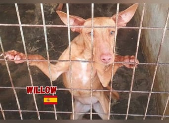 Willow,geb.6/23,liebes Podenco Mädchen sucht ihre Familie,bereits auf PS in 47574 Goch