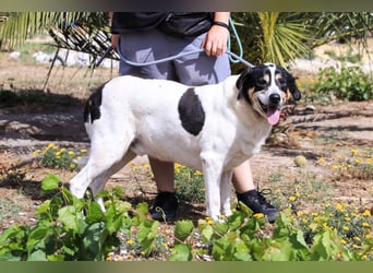Nuno, Mix Labrador / Rafeiro Alentejano, lieb und sozial