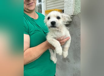 Snoopy, geboren 01.05.2025, 23cm sucht sein Körbchen