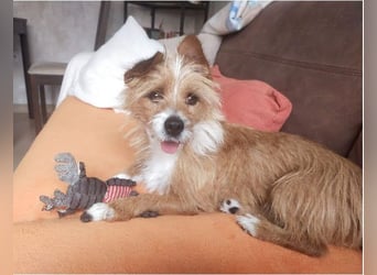 Yorki-Mix-Rüde freut sucht verantwortungsvolles Zuhause