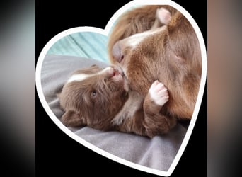 Australian Shepherd Welpen