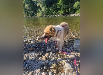 BENJI (*2024) auf Pflegestelle in 86989 Steingarten