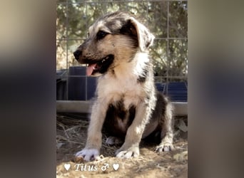 Teddy und seine Geschwister suchen ab September ein Zuhause
