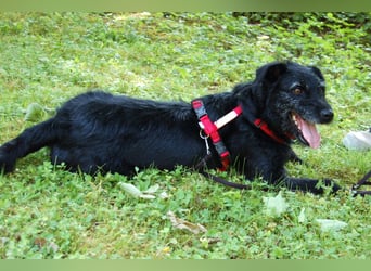 Feliciti - fröhlicher Familienhund - Tierhilfe Franken e.V.