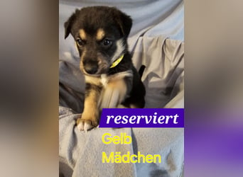 Border Collie/ Malinois Welpen suchen ein liebevolles Zuhause