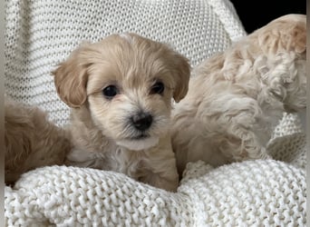 Traumhafte Maltipoo Welpen F1 Malteser Pudel