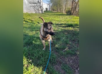 Welpendame BEAUTY, in 71665 Vaihingen auf Pflegestelle, sucht eine Familie!