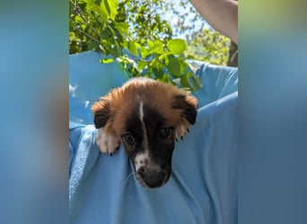 Roy Welpe Epagneul Breton / Schäferhund Mischling Rüde Junghund sucht Zuhause