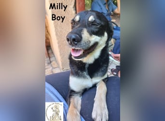 Milly Boy – Schmusebacke sucht neuen Schoß zum Chillen