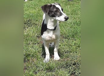 Zazu, kleiner Kerl mit großen Potential