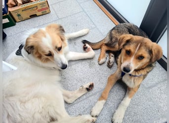 Sally, fröhliche, intelligente, sehr soziale, katzenverträgliche Junghündin