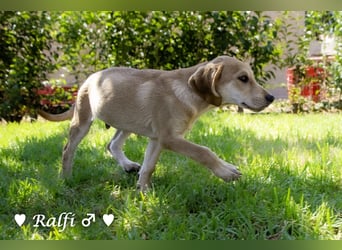 Ralfie, Roberta, Robbie und Rickie suchen eine Familie