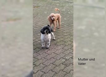 Ein Zwergpudel Rüde Welpe schwarz Pudel
