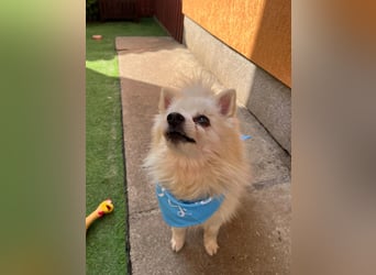 Stanley SR – kleiner Senior sucht großes Glück