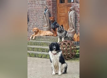 Bob - Charmanter Herdi-Mix will sich endlich binden! (47839 Krefeld)