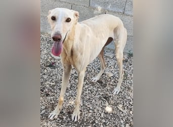 ❤️GRETA (Galgomädchen) sucht immer noch ihr neues Zuhause❤️