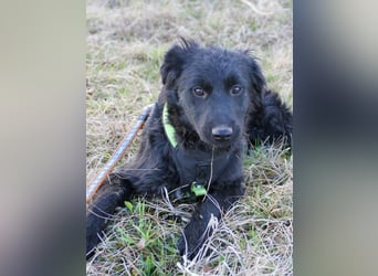 Schnuckelige DAYA hat das Potential zum Herzenshund