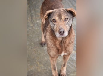 Mila wartet schon lange auf ein Zuhause  