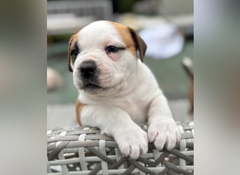 American Bulldog Welpen aus Hybrid/Standard Verpaarung ab Mitte Juni abzugeben, www.cocodin-bulls.de