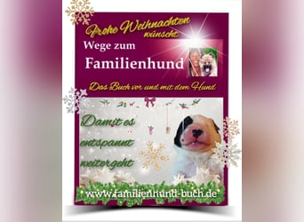 Vor und mit dem Welpen, Junghund, erwachsenen Hund: Das Buch Wege zum Familienhund