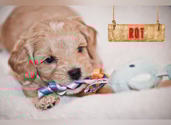 5 Wunderschöne Maltipoo-Welpen suchen ein neues, liebevolles Zuhause!