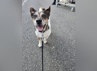 Milo - aktiver Senior sucht Zuhause