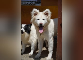 Josefina SR- Junge Maus sucht Familie