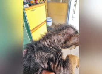 Silny: Hundekind sucht ein Zuhause