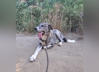 Leo