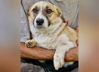 Lilu muss dringend aus dem Shelter