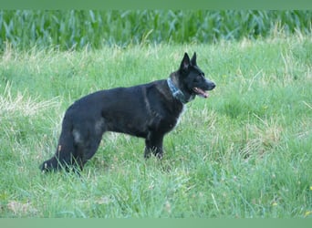 Kelly auf Pflegestelle in 88273 Fronreute sucht ihr Zuhause