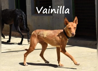 Vainilla 02/2024 (in Deutschland) - süße und sanfte kleine Podenca!