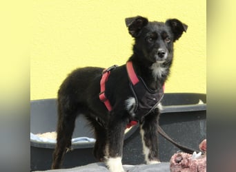 Prinz sucht sein Für-Immer-Zuhause!