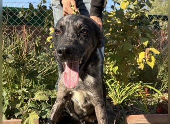 Zecco- ein Wundervoller Hundejunge sucht ein Zuhause