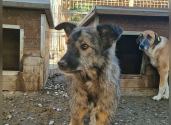 ♥VITO♥ sehr lieber, total süßer, noch etwas vorsichtiger Rüde, der sicher schnell auftaut 55 cm