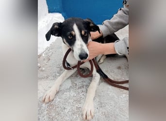 Naira, mit ihren Geschwistern Aiko und Sarabi sucht sie auch ein Körbchen