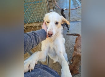 Zauberhafte LIMA sucht liebevolles Zuhause