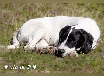 Holly, Hank und Herbie suchen ab sofort ein Zuhause