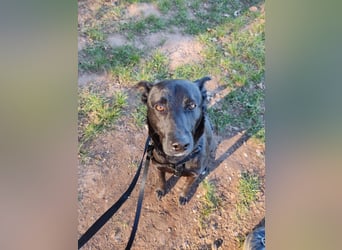 Faustino, Labrador-Mix - freundlich und sozial