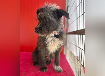 ❤️ gute Hundeseele FICKO - 1,5 Jahre, 35cm - Schnauzer-Mix