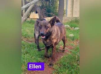 süße Ellen wünscht sich ihr Zuhause für immer