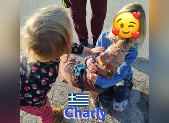 Charly,geb.09/22,freundlicher Terrier-Mix sucht seine Familie