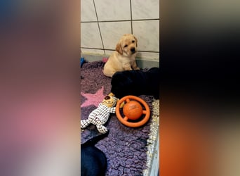 Labrador Welpen mit Ahnentafel, abzugeben ab Mitte /Ende Mai