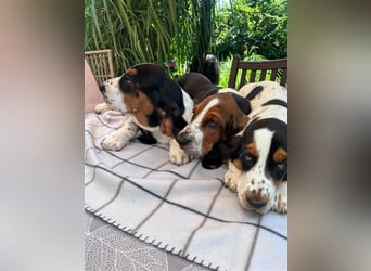 Basset Hound Welpen