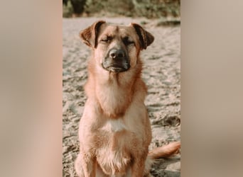 großer lieber Mischlings-Rüde Koda sucht seine Menschen