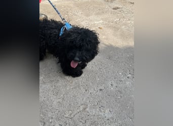 Charlie - unser liebenswerter Wuschel